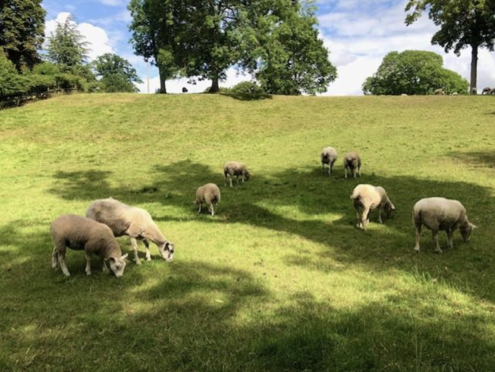 Sheep are grazing in a green field in the Cotswolds, England